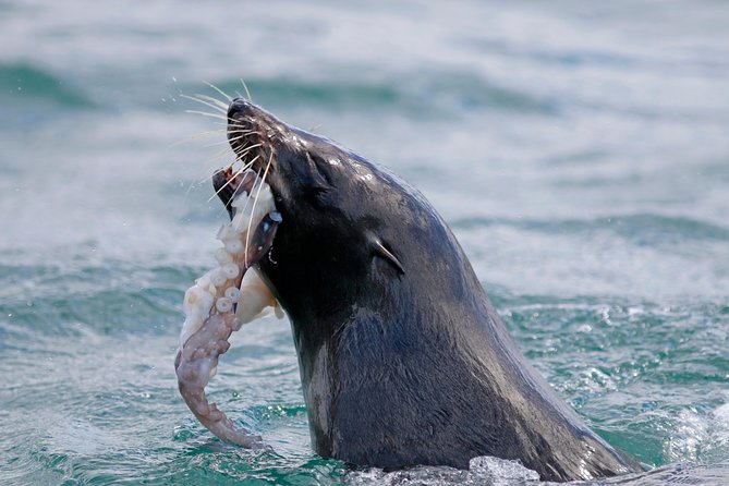 Small-Group Dunedin Wildlife Cruise - Common Questions