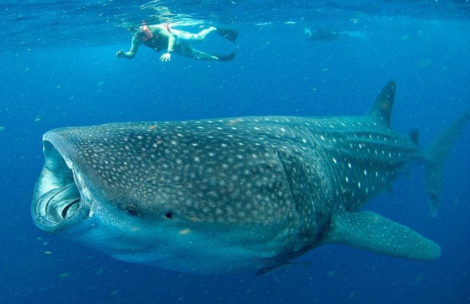 Small-Group Eco Friendly: Whale Sharks Tour in Cancun & Riviera Maya - Pricing and Booking