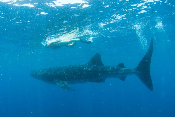 Small-Group Eco Friendly: Whale Sharks Tour in Cancun & Riviera Maya - What To Expect