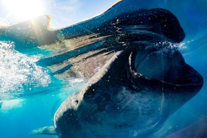 Small-Group Eco Friendly: Whale Sharks Tour in Cancun & Riviera Maya - The Sum Up