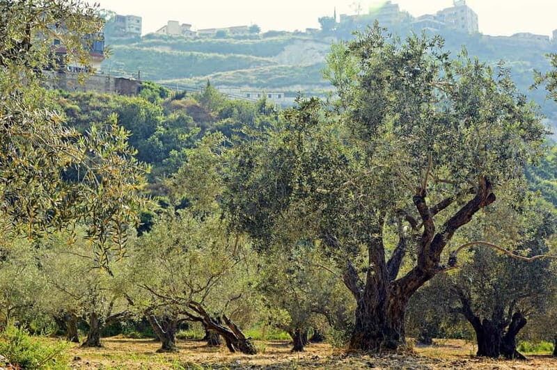 Small group- Exclusive Olive Oil & Wine Tour Mallorca - An In-Depth Look at the Mallorca Olive Oil & Wine Tour