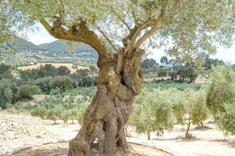 Small group- Exclusive Olive Oil & Wine Tour Mallorca - FAQ