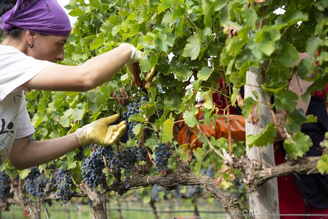 Small-Group Exclusive Winery and Wine Tasting Tour in Frascati - Tour Highlights