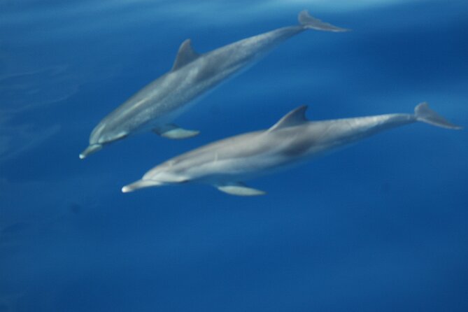 Small Group Excursion Whales and Dolphin Watching Los Gigantes - Meeting and Pickup Information