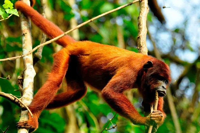 Small-Group Four-Day Tour With Activities, Tambopata Reserve  - Puerto Maldonado - Tour Overview