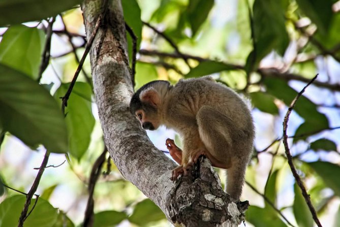 Small-Group Four-Day Tour With Activities, Tambopata Reserve  - Puerto Maldonado - Directions