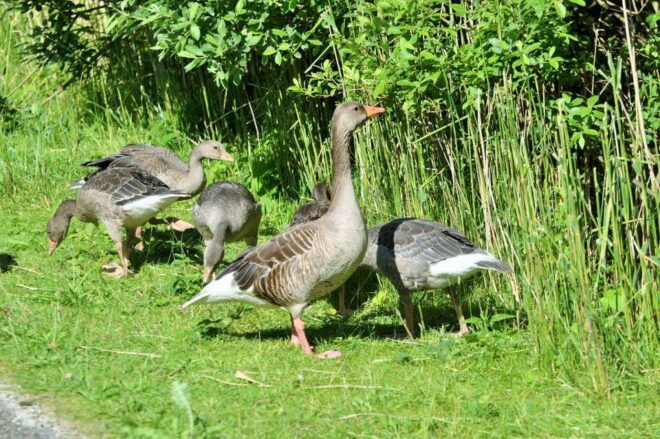 Small Group Full Day Island Tour to Texel From Amsterdam - Location and Activity Details