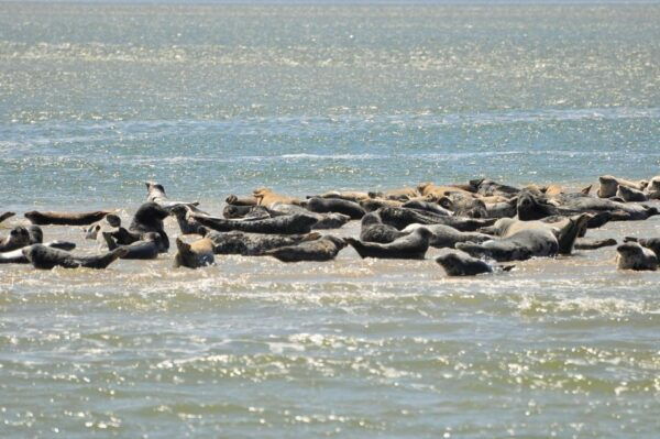 Small Group Full Day Island Tour to Texel From Amsterdam - Transportation and Directions