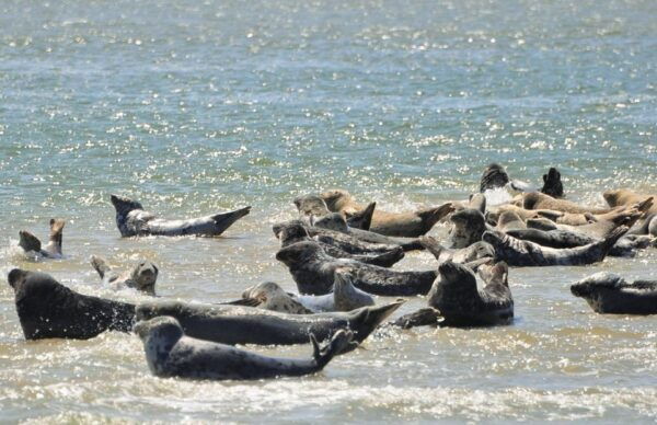 Small Group Full Day Island Tour to Texel From Amsterdam - Common Questions