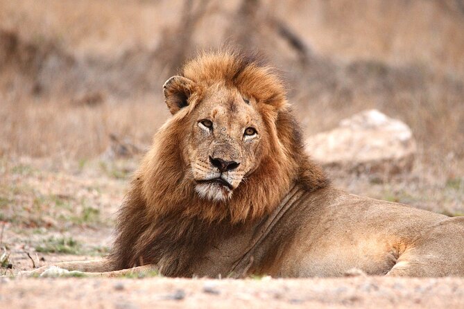 Small-Group Full-Day Safari Tour in Kruger National Park - Itinerary Overview