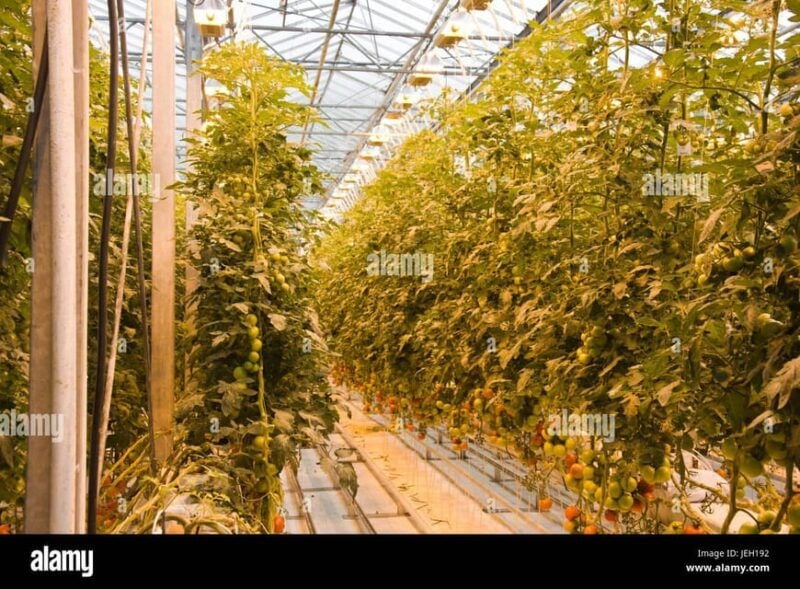 Small Group Golden Circle Tour w/ Kerid & Tomato Farm Visit - The Experience from a Traveler’s Perspective  