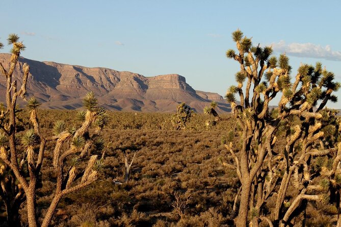 Small Group Grand Canyon, Hoover Dam and 7 Magic Mountains Tour - Reviews and Testimonials