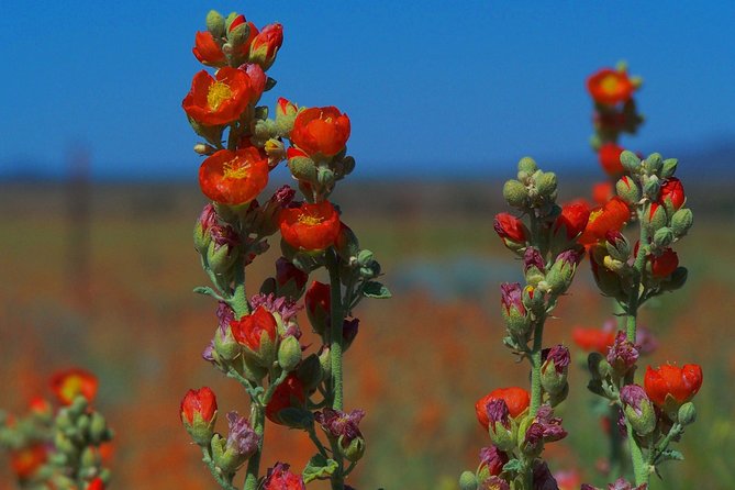 Small Group Grand Canyon South Rim Walking Tour - Viator Help Center