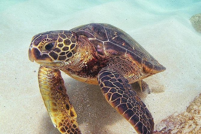 Small Group Grand Circle Island Tour Includes FREE Snorkeling With the Turtles - Cancellation Policy