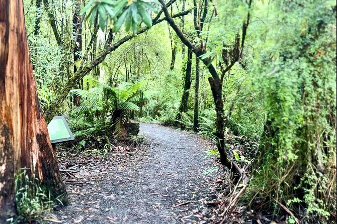 Small group Great Ocean Road Reverse & Wildlife spotting - The Value of the Experience