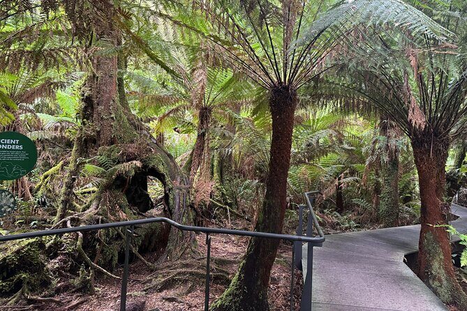 Small group Great Ocean Road Reverse & Wildlife spotting - Who Is This Tour Best For?