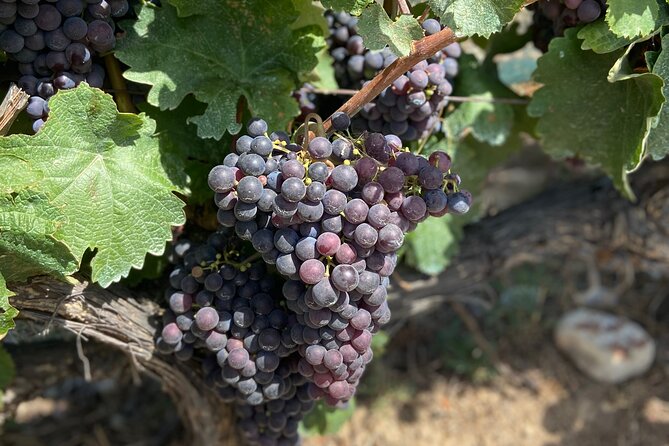 Small Group Guided E-bike Tour in Nices Organic Vineyard - Exploring Collet Bovis Vineyard
