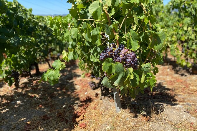 Small Group Guided E-bike Tour in Nices Organic Vineyard - Common Questions