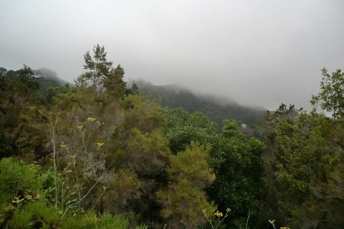 Small Group Guided Hiking in Anaga Rural Park in Tenerife - What To Expect and Requirements
