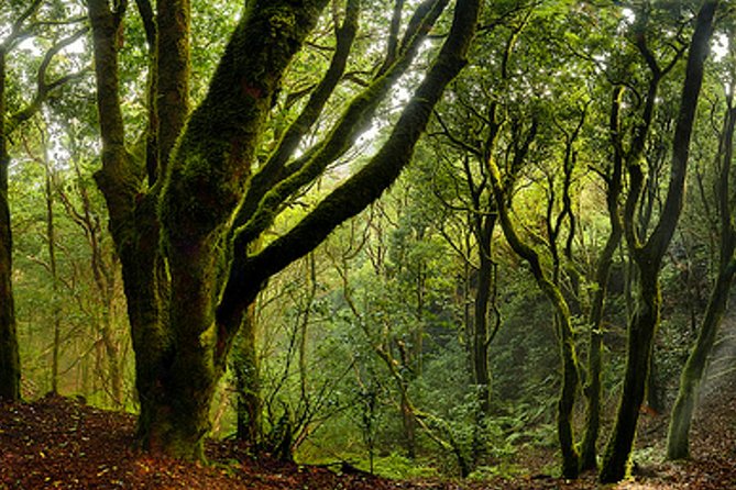 Small Group Guided Hiking in Anaga Rural Park in Tenerife - Traveler Photos and Reviews