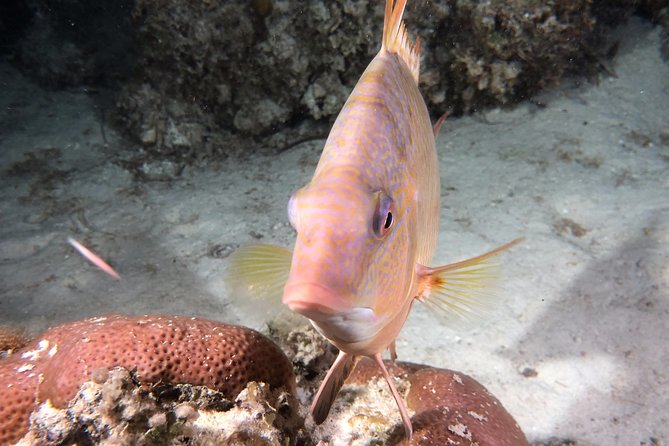 Small Group Guided Shore Dives in St. Andrews State Park, Florida - Additional Information and Cancellation Policy