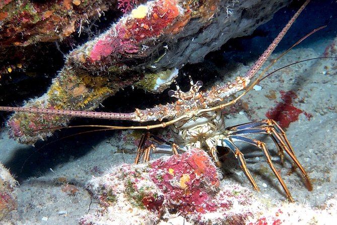 Small Group Guided Shore Dives in St. Andrews State Park, Florida - The Sum Up