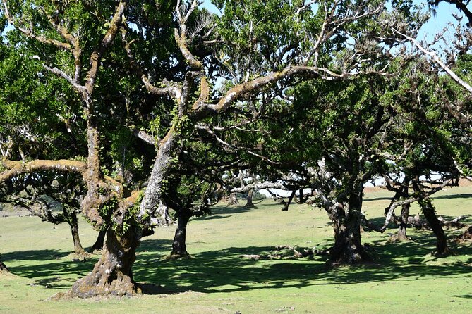 Small Group Guided Sightseeing Tour Visit to Fanal - Tour Overview