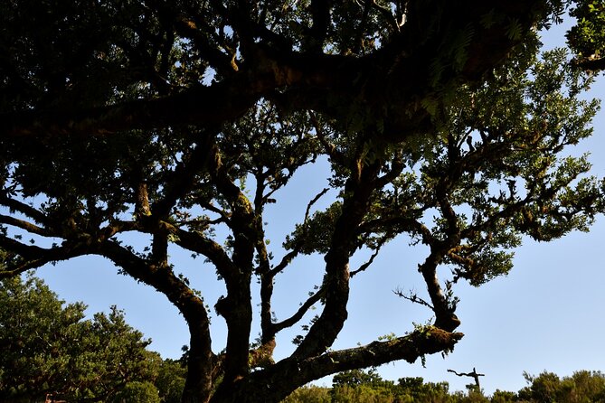 Small Group Guided Sightseeing Tour Visit to Fanal - Itinerary Highlights