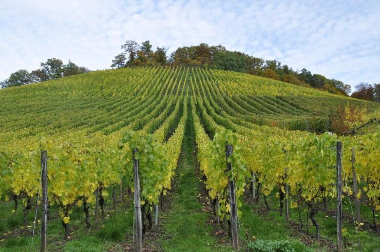Small Group Guided Tour Champagne by Van Meet Local Producer - Booking Details
