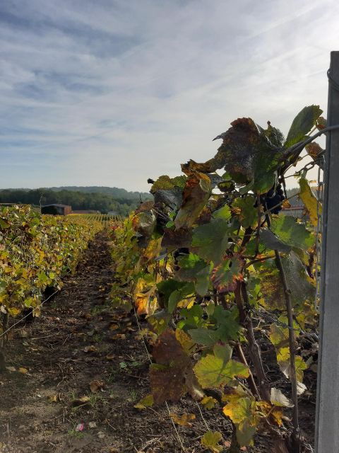 Small Group Guided Tour Champagne by Van Meet Local Producer - Tour Experience