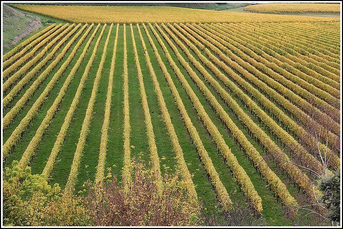 Small Group - Half-Day Hawke's Bay Winery Tour - Setting the Scene: An Ideal Half-Day Escape in Hawke’s Bay