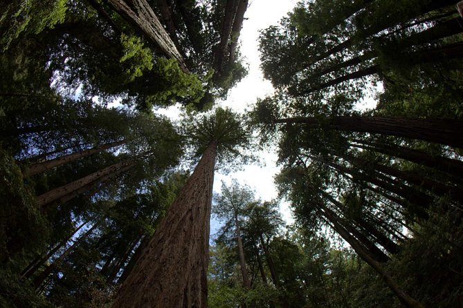 Small Group Half Day Muir Woods and Sausalito Afternoon Tour - Tour Overview and Itinerary
