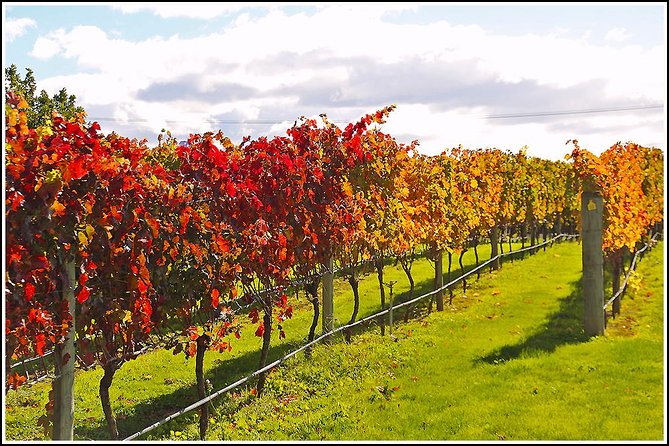 Small Group Half-Day Napier Wine Experience Tour - Pricing and Terms