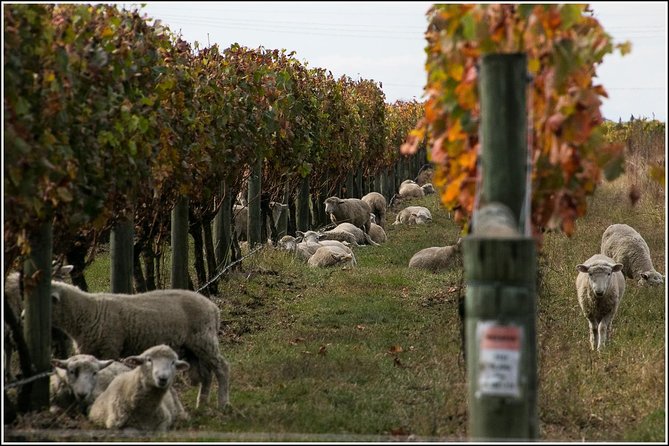 Small Group Half-Day Napier Wine Experience Tour - Booking Information