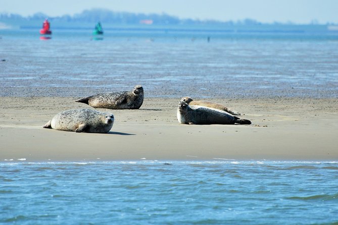 Small Group Half Day Seal Safari at UNESCO Site Waddensea From Amsterdam - Booking Process