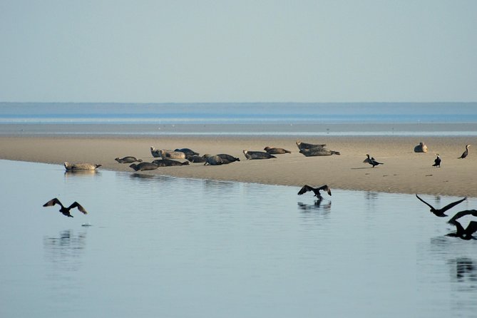Small Group Half Day Seal Safari at UNESCO Site Waddensea From Amsterdam - Cancellation Policy