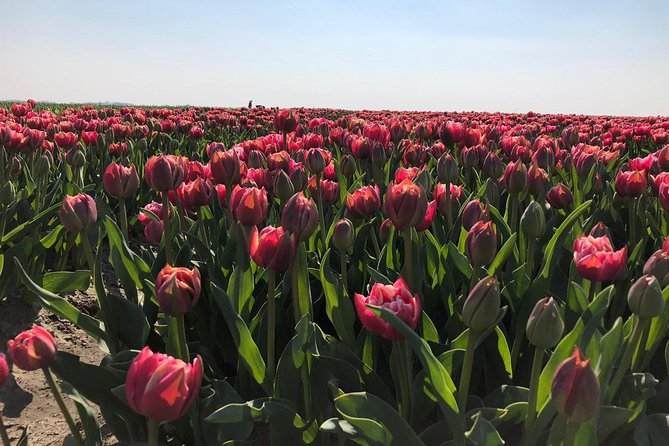 Small Group Half Day Seal Safari at UNESCO Site Waddensea From Amsterdam - Common Questions