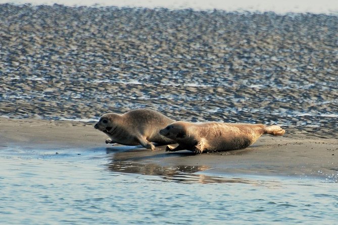 Small Group Half Day Seal Safari at UNESCO Site Waddensea From Amsterdam - The Sum Up