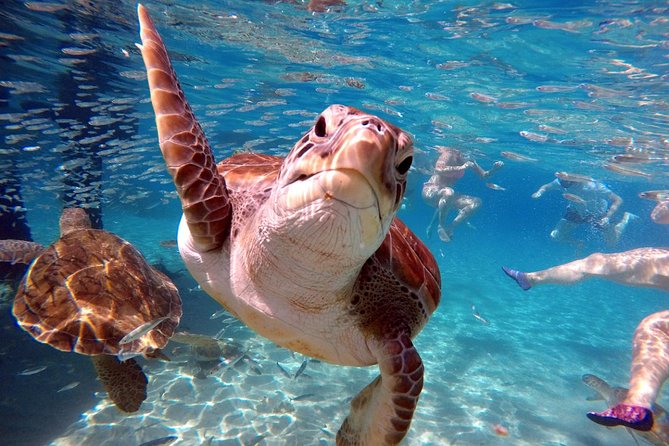 Small-Group Half-Day Swimming With Turtles Tour, Curacao  - Willemstad - Additional Information