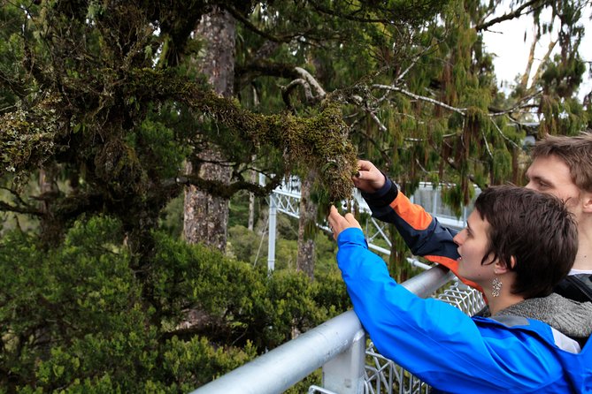 Small-Group Half-Day Tour to Treetop Walk and Hokitika Gorge  - Greymouth - Cancellation Policy