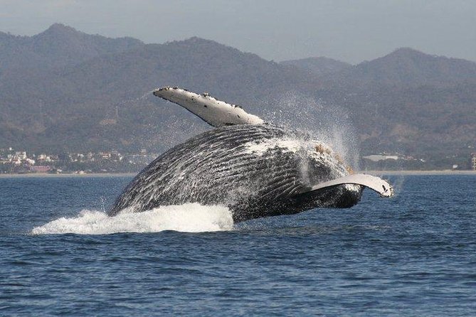 Small-Group Half-Day Whale-Watching Tour in Puerto Vallarta - Common Questions