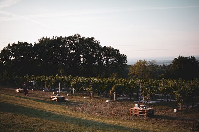 Small-Group Half-Day Wine Tour With Tasting in Dozza Village - The Sum Up