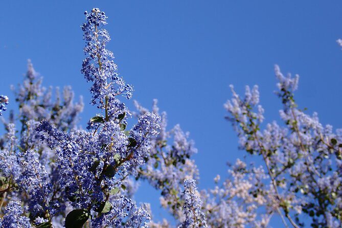 Small Group Hike Through San Diego's Heart and Soul - The Value and Practicalities