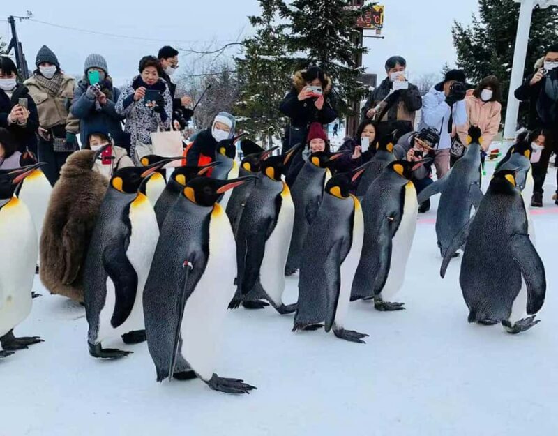 Small Group Hokkaido Sapporo Abashiri 9-Guest 2-Day Tour - Day 1: From Sapporo to Abashiri via Biei and Asahiyama Zoo