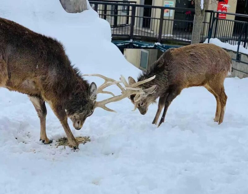 Small Group Hokkaido Sapporo Abashiri 9-Guest 2-Day Tour - FAQ