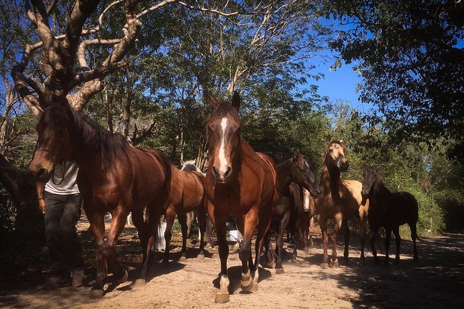 Small-Group Horseback Ride  - Playa Del Carmen - Horseback Ride Details