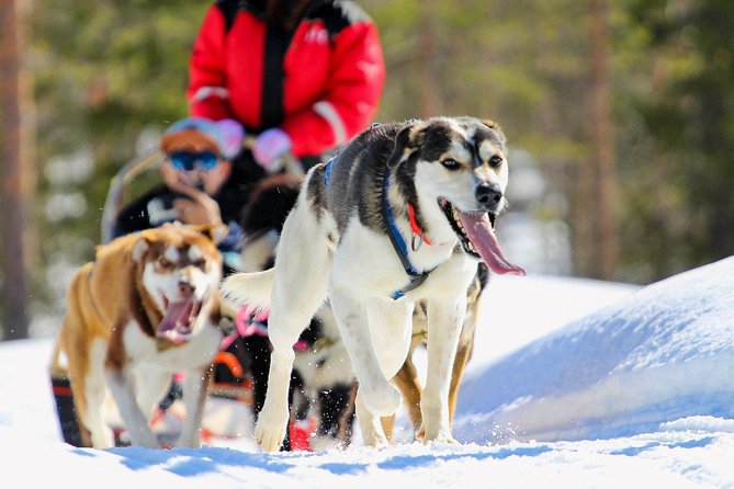 Small-Group Husky Mushing Experience in Rovaniemi - Duration and Overview
