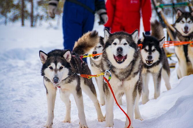 Small-Group Husky Mushing Experience in Rovaniemi - Inclusions and Pickup