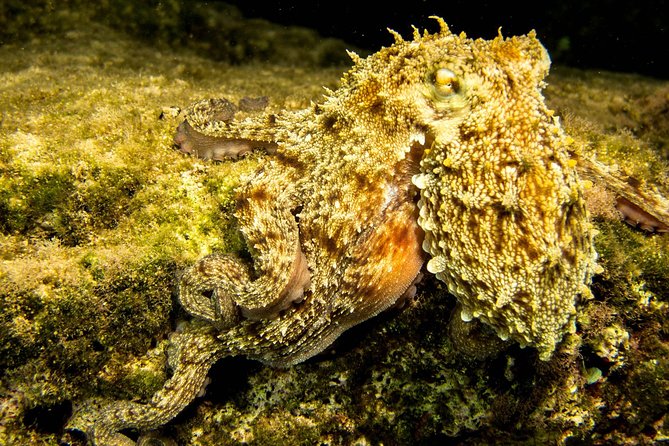 Small-Group Introductory Scuba Diving Class, Crete  - Chania - Cancellation Policy