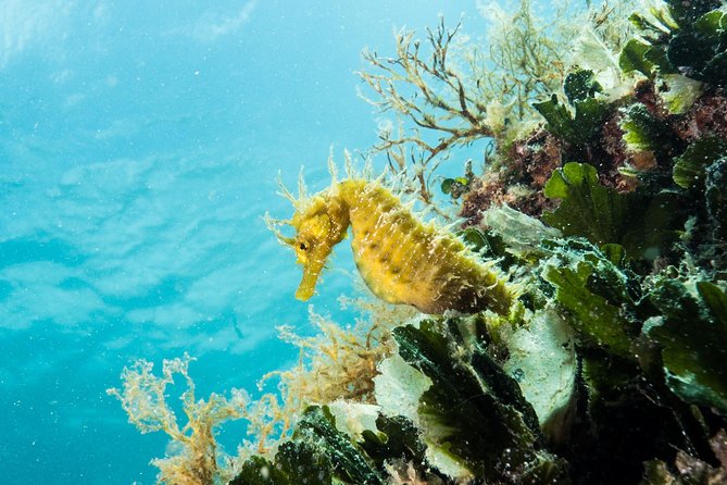 Small-Group Introductory Scuba Diving in Pula - Directions and Transportation